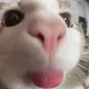abbycicii
