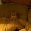 nithila_c