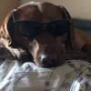 mizdog03