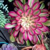 succulentcharm