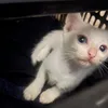 lilmerce4