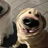 banhmixiumai64