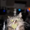 geegsusy