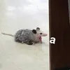 beddydangcoitictoc