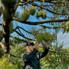 SẦU RIÊNG 93 🌱