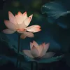 nhitamkiet