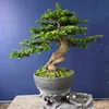 ongmanhbonsai_77binhdinh