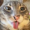 silvana_