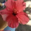 luanna_grn