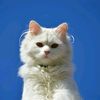 catb804