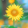 phuong_868