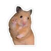 racoonraphtalia
