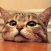 username_copied1029