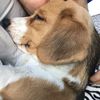 lolamybeagle