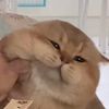mochomochi466