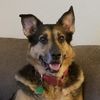 boomerandpuppy