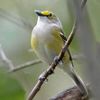flyingvireo