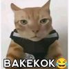 kyy_yss66