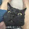 chiimiao