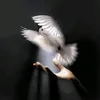 zainabsayed786