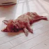 tontontontonhnnntn
