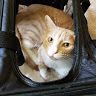 k9catluvr