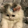 amticha_