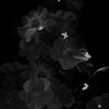 _blackcatzzz