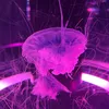jellyjelly0830
