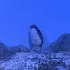 __.penguin