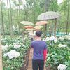 fir_005
