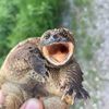 zugztheturtle