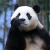 phuc110821