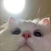 oyen0094