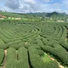 daovan_123