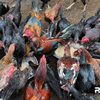 Juragan Ayam Sigli🐓🐓🐓
