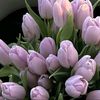 mauza_2705