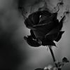 ris_to09