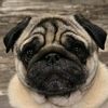 sharonpugmama