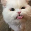 mmai.zz