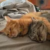 khanh_linh581