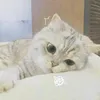 beeyyzx