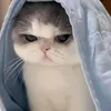 accchinhcuatnhi1