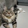 rawaiscoon.cattery