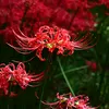 deathflowerxxx