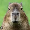 cappychappycapybaraa