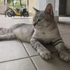 asyrafahmad3