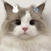 fifi1.0.2.1