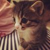 _pixiall_