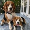 beagle_dogs